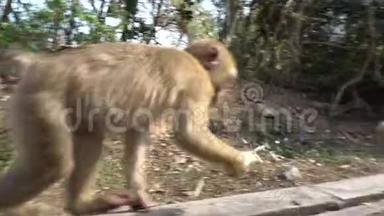 猴子用体贴的眼神吃香蕉。 一群猴子。 想着拿还是不拿？
